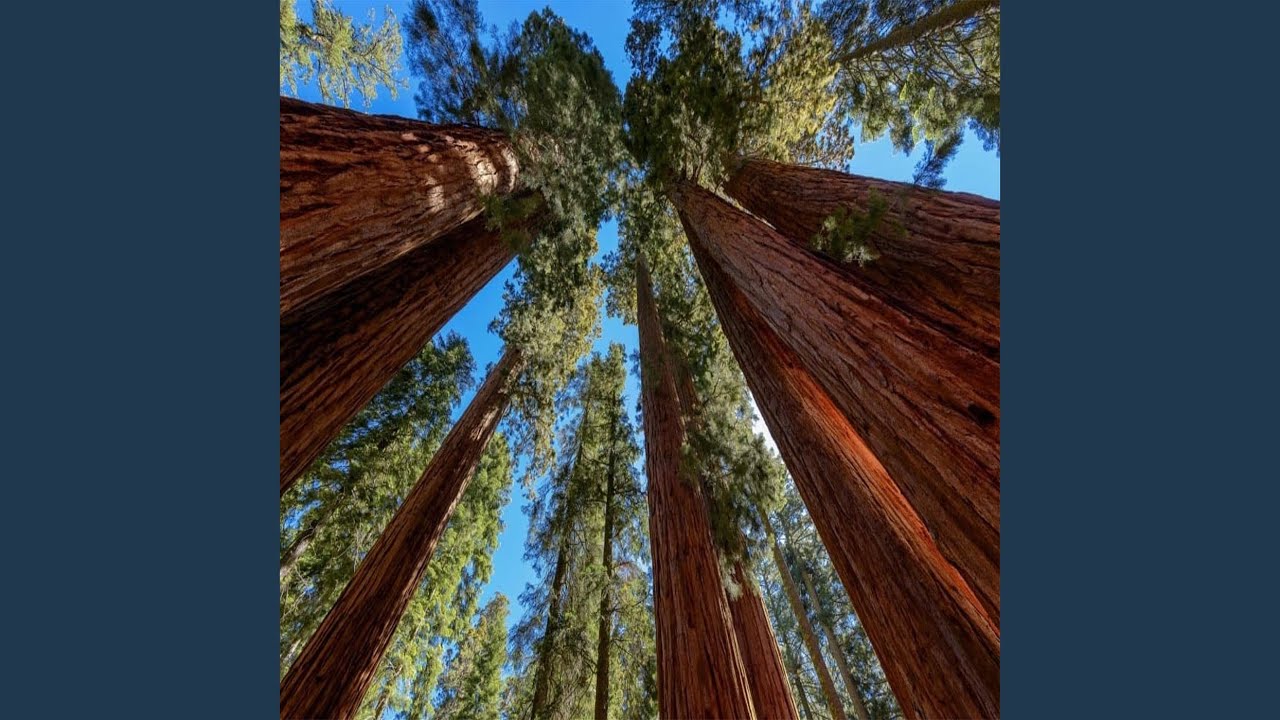 Watch Giant Forest on YouTube Watch Giant Forest on YouTube