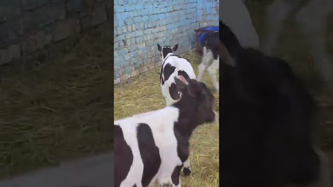 لاي حد حابب الانتاج الحيواني يكمل هذا الفيديو ويركز في فيديو مهم مزرعه الحاج حسن ابو الحج01022537846