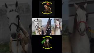 Pakistan Most Beautiful Zuljanah Pak | Horse Of Imam Hussain A'S | Zuljanah Video's