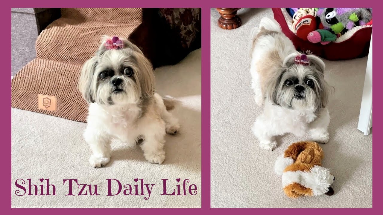 Does Lacey still play with toys? 🤔❤😉  Cute 14 year old Shih Tzu dog 🐾 