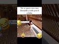 #funny #funnyshorts #funnyvideo