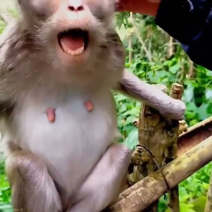 Story WA monyet ngamuk anjayy