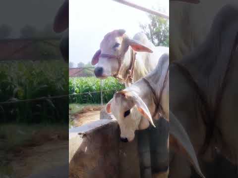 Adorable cow video #cow #cows #animals #animal #viral #trendingLailaTony Kakkar#yt #shorts #video
