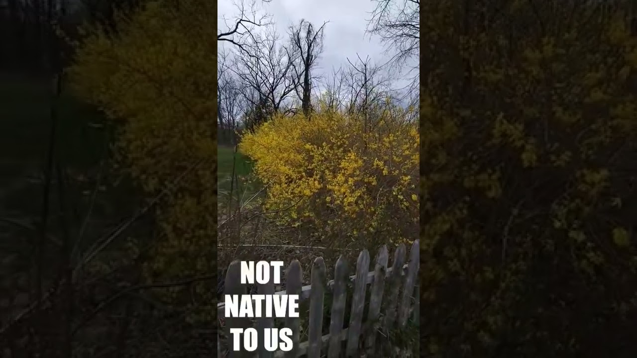 Forsythia Spring Yellow Bush in 