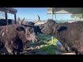 Two cows displaying an act of friendship and intimacy at Loma Vista Farm Vallejo