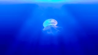 Relax and Sleep in the Underwater World of Jellyfish