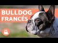 El bulldog francés - Características y cuidados