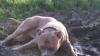 American Staffordshire Terrier - Django Mannheim Germany