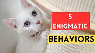 5 Enigmatic Behaviors Unveiled! Cracking the Code Wealth
