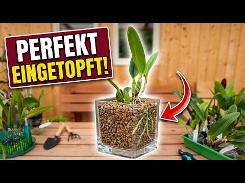 Cattleya umtopfen: Diesen Ausrichtungs-Fehler macht fast jeder