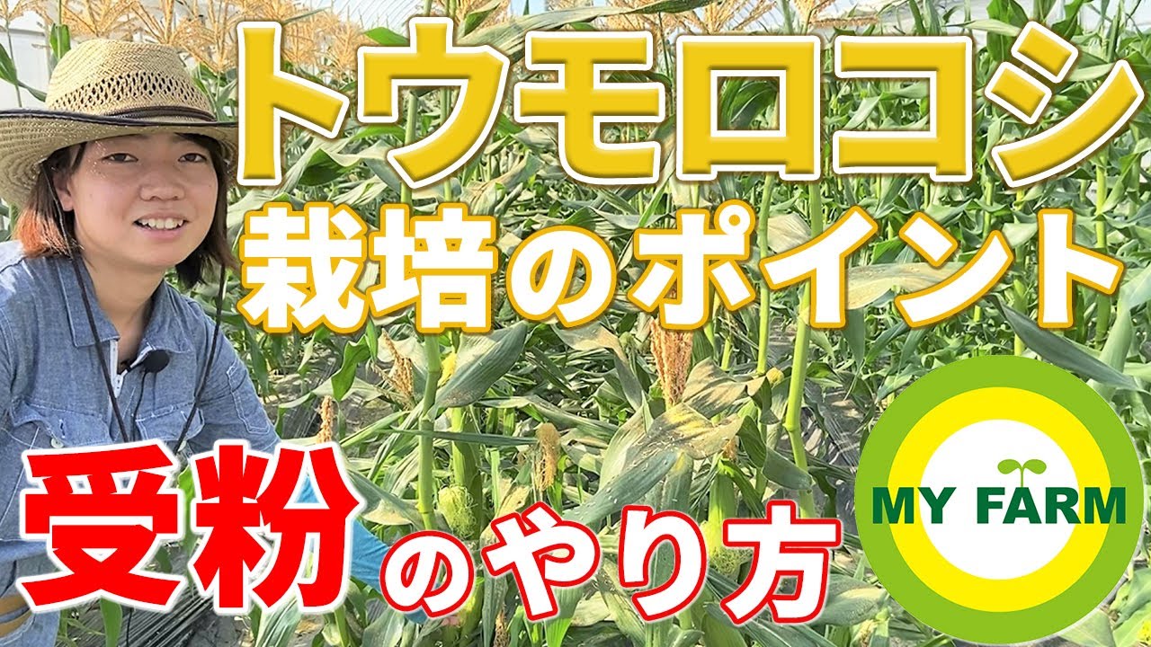 トウモロコシの育て方 栽培のポイントと受粉のやり方を解説します│かっちゃんの有機栽培ｺｰｻﾞ