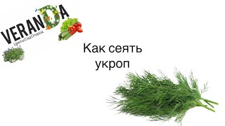 СЕЙТЕ УКРОП ТАК Зелень весь сезон Как сеять укроп