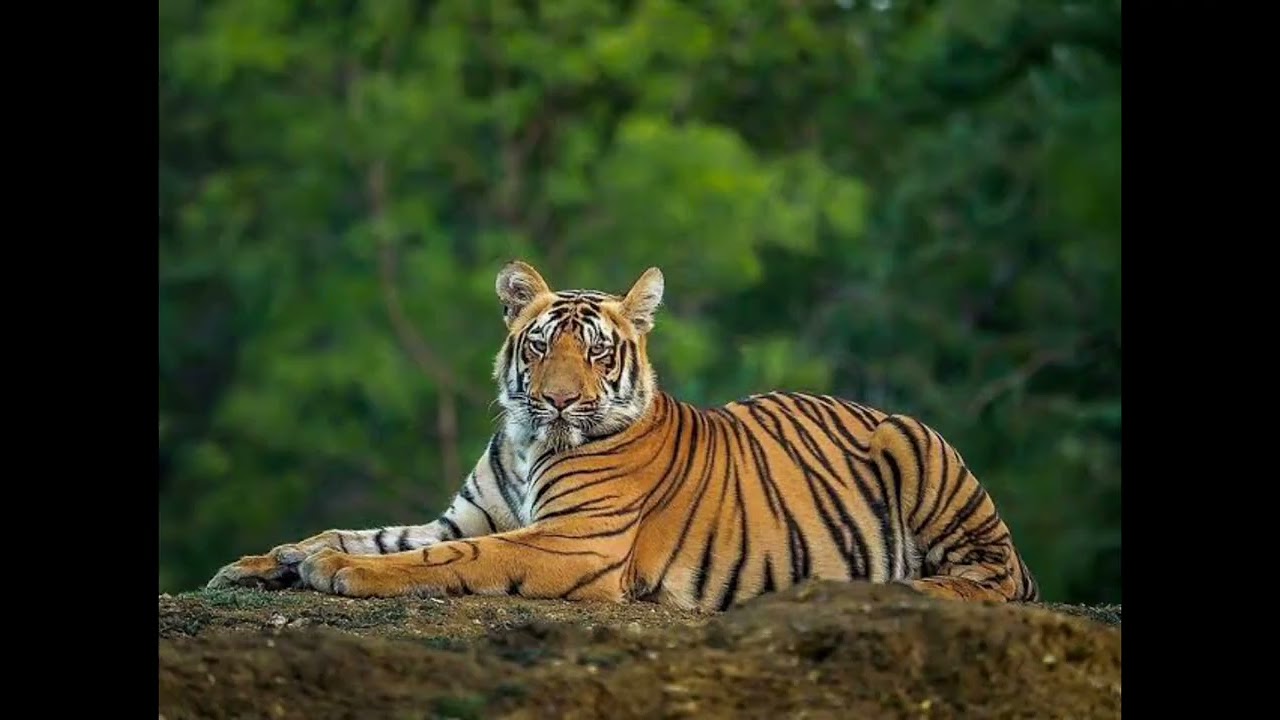 Facts About A South China Tiger
