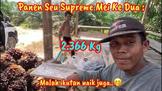 Malah Ikutan Naik Juga Panen Seu Surpeme Mei Ke2  Hasil 2366 Kg35 Ha2 Minggu Bjr 676 Kg