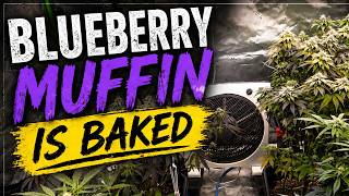Blueberry Muffin is ready