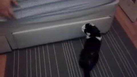 My Cat Kitty Playing