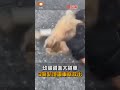 【貓咪救援隊】幼貓鑽進大貨車 3警趴地鑽車底救出