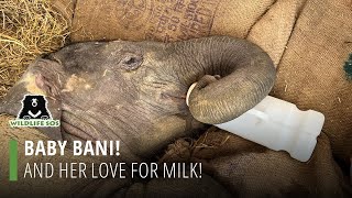 Baby Bani And Her Love For Milk!