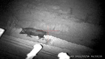 Hunting with the PARD 008 S - Pigs, Hogs and more