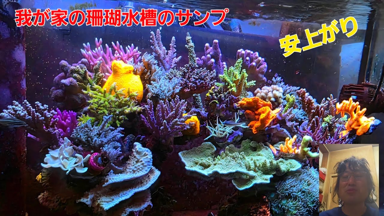我が家のミドリイシ水槽のサンプとシステムを公開。安くて簡単に飼え