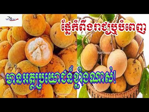 តោះមកដឹងពីអត្ថប្រយោជន៍ទាំង_១២_យ៉ាងបានមកពីផ្លែ_កំពីងរាជ_ដែលអ្នកមិនធ្លាប់បានដឹង!