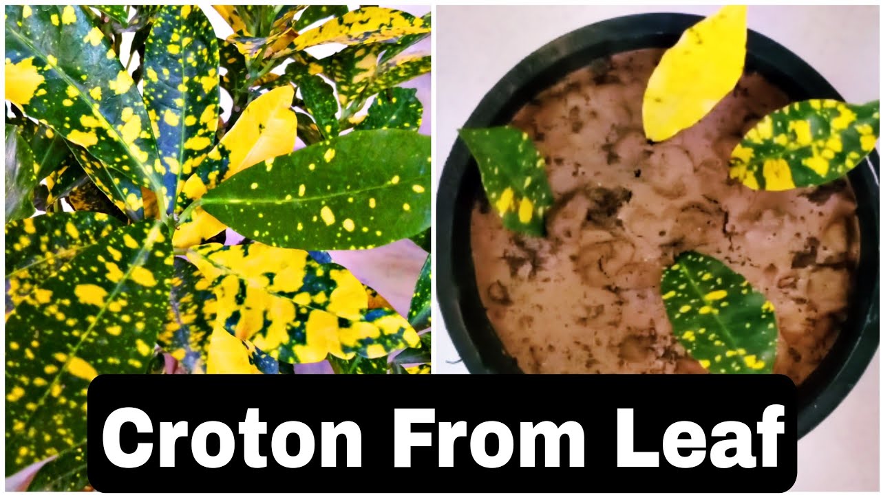 Croton plant propagation from leaf How to grow croton plant Croton