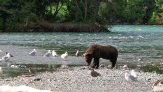 Fly Fishing Alaska 2008