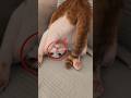 "Fakta kucing bagian2😺"#cat#shorts #faktakucing