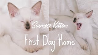 Siamese Kitten's First Day In the House! | Yoko's World