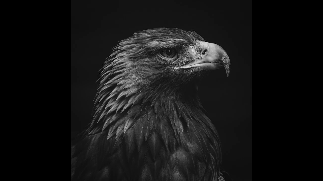Watch Night Hawk on YouTube Watch Night Hawk on YouTube