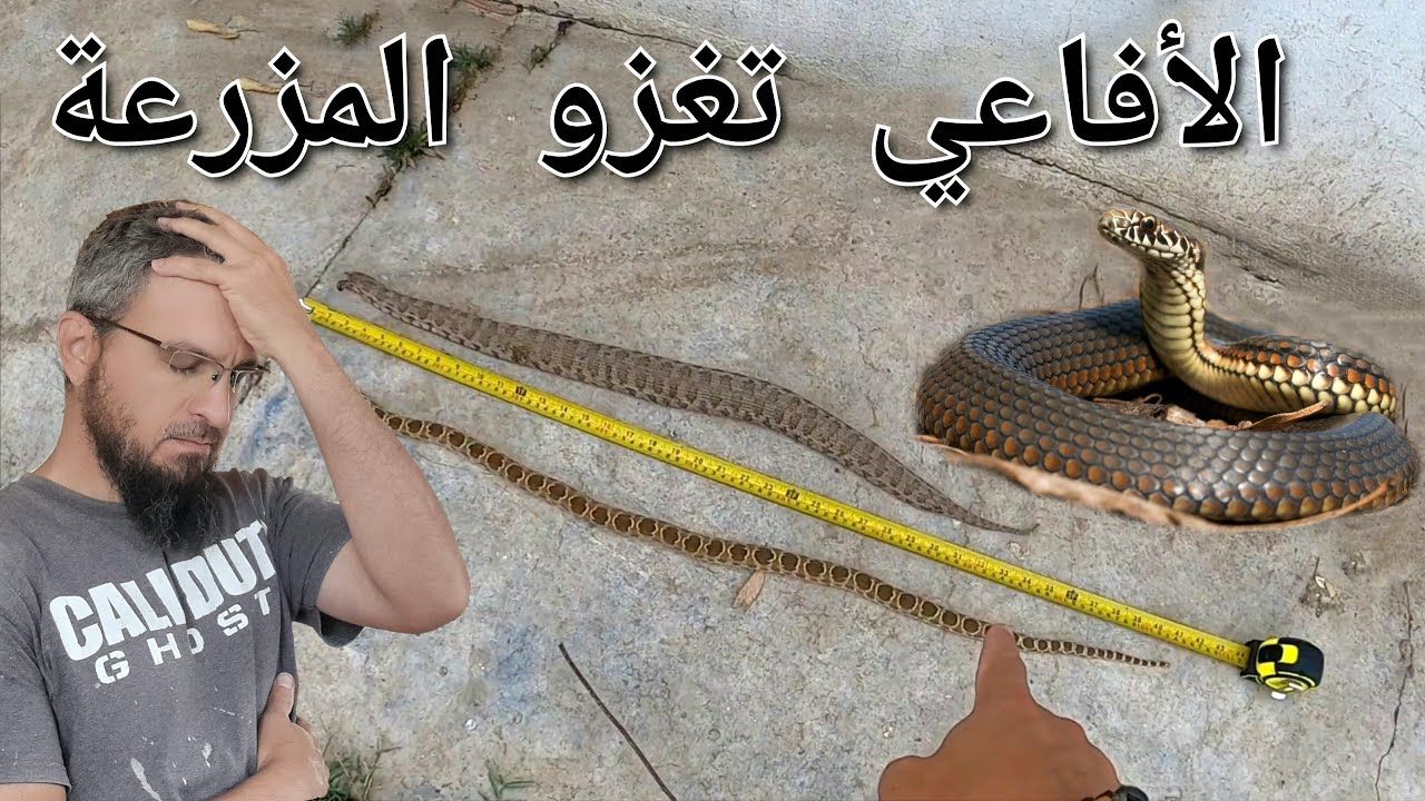 أنواع الأفاعي الموجودة في المزرعة ، مشاكل مع الرياح القوية ، بعض أمراض الاشجار و العلاج (193)