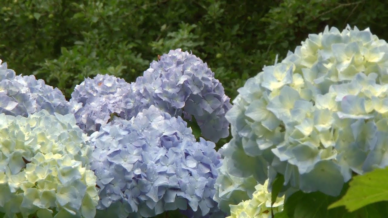 Variedades de hortensias de flor azul - Decogarden - YouTube