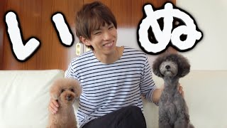 【検証】ペットは部屋に誰もいない時何をしているのか？