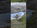 Wild Caribou Along Savage River in Denali National Park