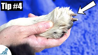 Trimming Dog's Nails  7 Quick Tips To Make It Easier!