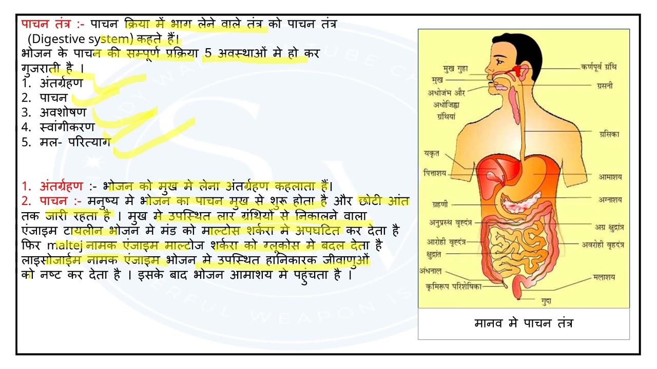 Manushya Me Pachan Tantra Ll Ll Digestive System Manushya Me Pachan Tantra Ll Ll Digestive System
