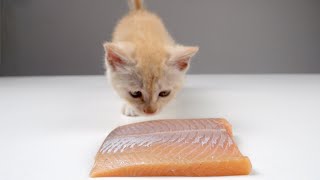 When A Kitten Eats Raw Fish For The First Time by Petit World 484 views 7 months ago 4 minutes, 25 seconds