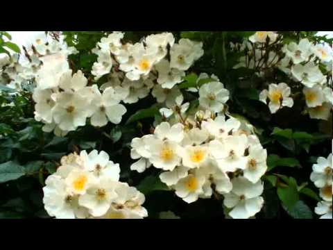 Life is Short (Roses Bloom)