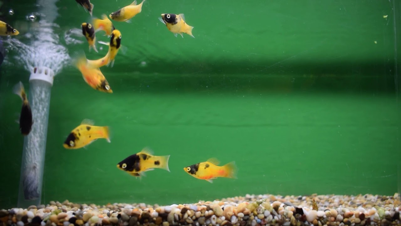 bumblebee platy care