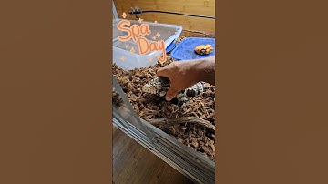 Tegu massage! #foryou #reptilekeeper #pet #lizard #tegu #reptile #mylife #animal #spaday