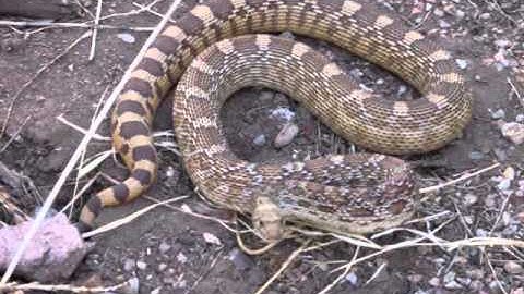 Gopher Snake mimicking Rattlesnake.MOV