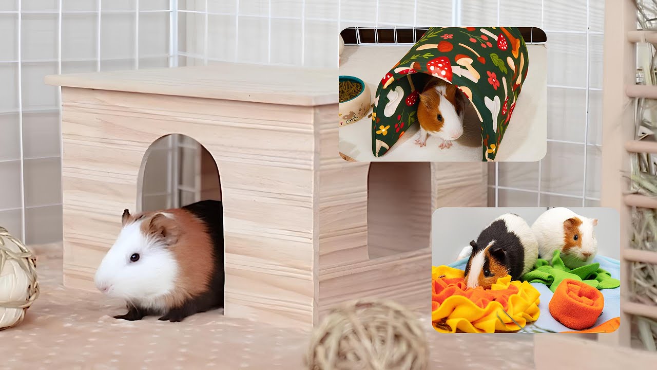 7 Best Things to Make Your Guinea Pig’s World More Comfortable and Fun!