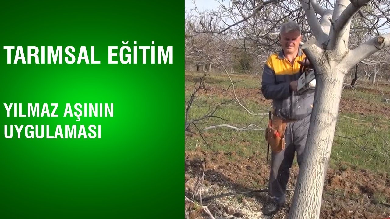 Tarımsal Eğitim - Yılmaz Aşısının Uygulaması