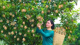 Harvest Sapodilla on Hillside, Sell at Market, Cook Shaken Pork Belly.