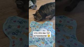 #кот #котик #котики #мем #прикол #ржака #смех #юмор #мяу #анекдоты #cat #funny #игрушки #toys котик