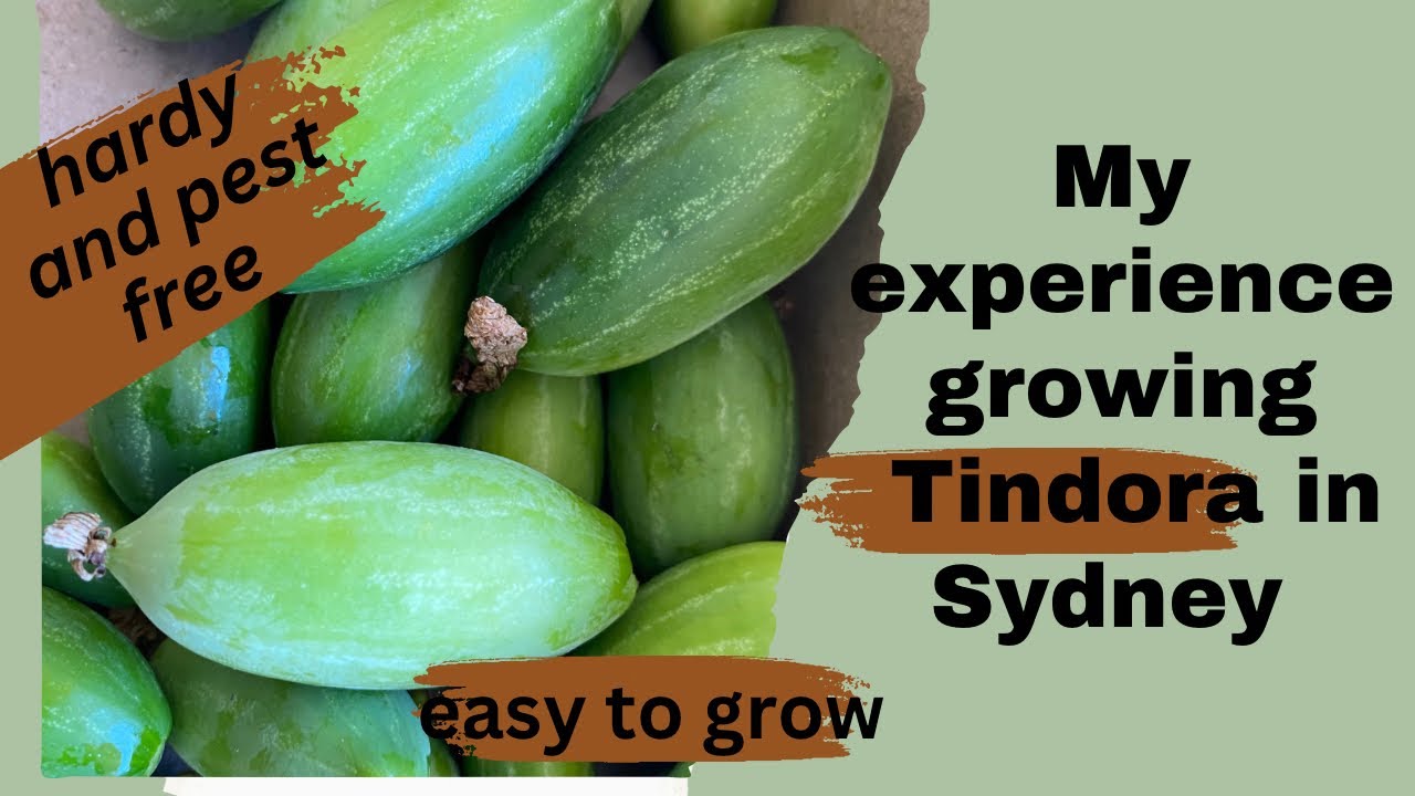 My experience Tindora (dondakaya) in Sydney, Australia 😊😄🤩 