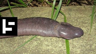 10 Things in Nature That Look Like A Penis #NSFW