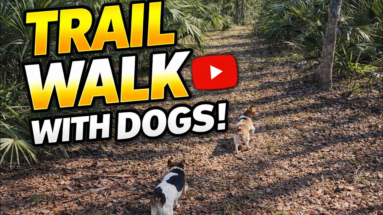 Trail walk with the dogs