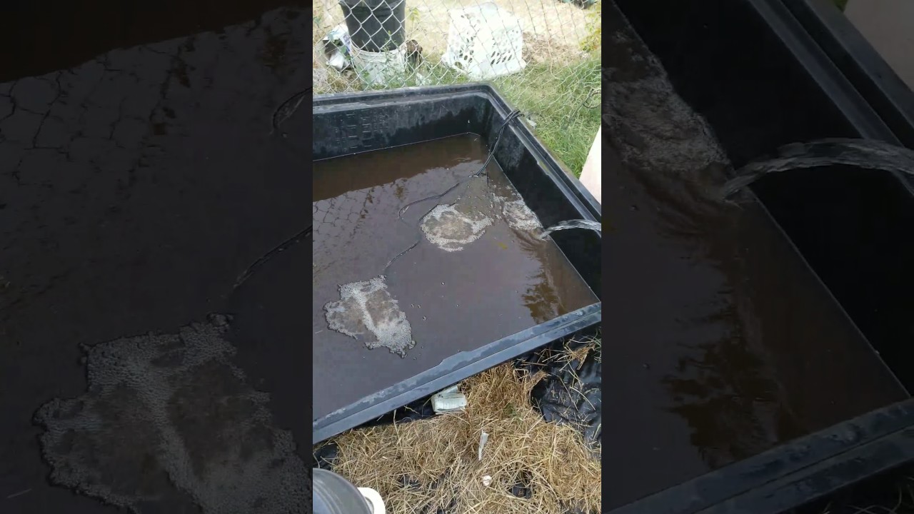 2017 outdoor grow ommp