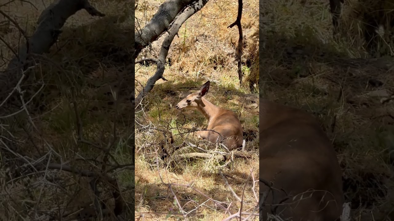 A Quiet Deer Encounter in The Forest 